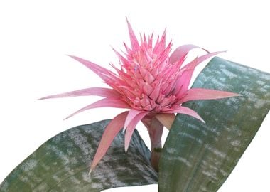 isolated aechmea flower