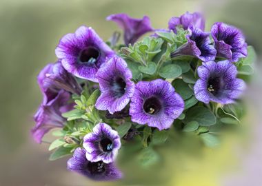 bellflower in bloom 