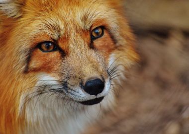 Face Of A Red Fox