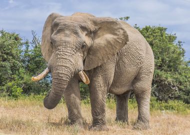 Big Bull Elephant