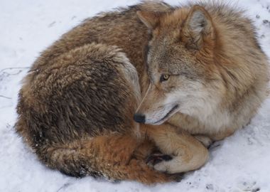 Lone Wolf In The Snow