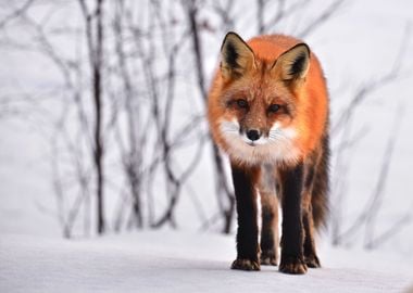 Red Fox In The Snow