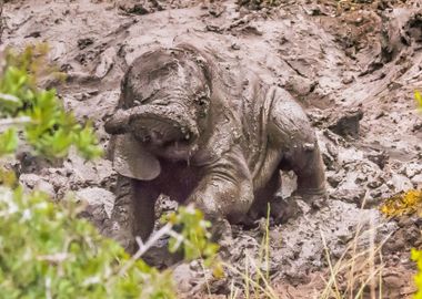 Mud Bath