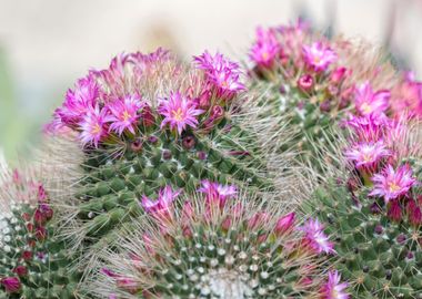 colorful succulent plant 