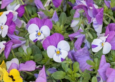 violet in the garden