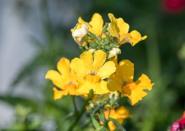 yellow snapdragons 