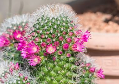 succulent plant in bloom 