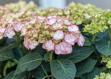 white hydrangea in bloom