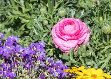 pink peonia flower