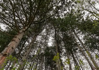 Pine forest