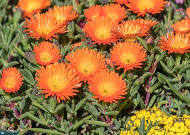 sedum in bloom on rock