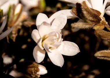 Star magnolia no 6