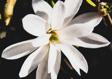 Star magnolia no 8