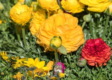 yellow peonia flower