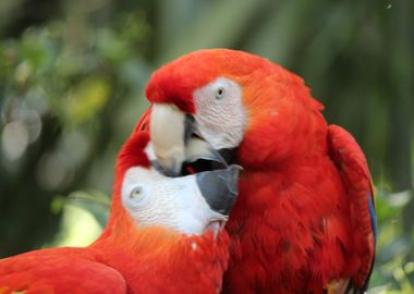 Parrot Love