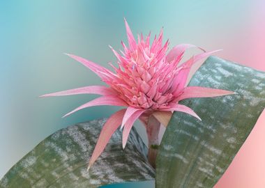 pink aechmea flower