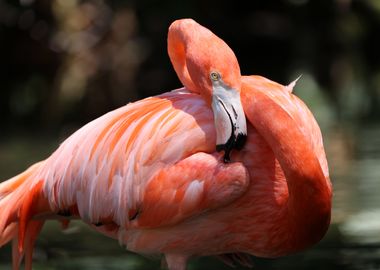 Flamingo love