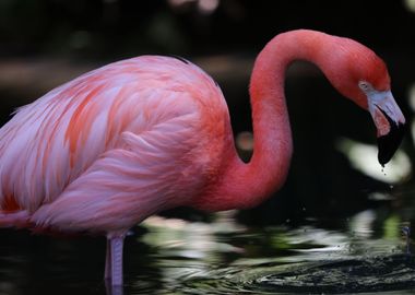 Pink Flamingo