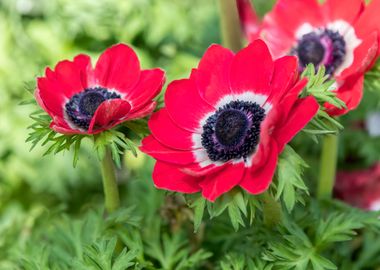 cultivated poppy