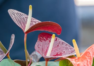 red anthurium in the vase