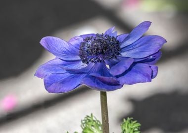 cultivated poppy