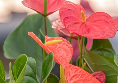 red anthurium in the vase