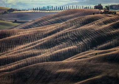 Corduroy fields