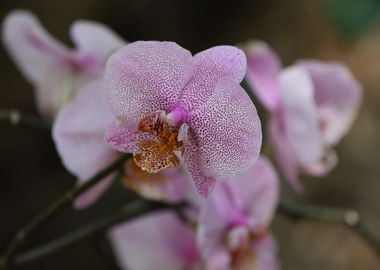 Moth Orchids