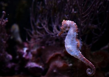 SeaHorse