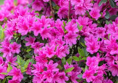 pink azalea in the garden