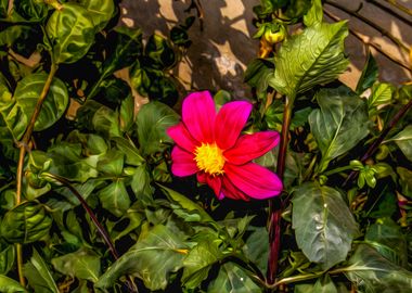 Pink Cosmos Flower Garden