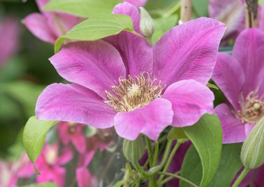 clemantis flower in bloom 