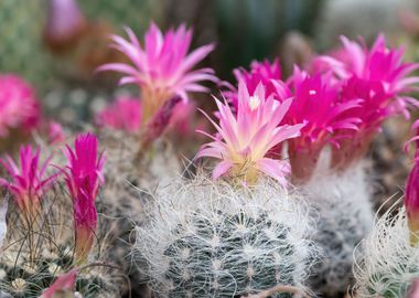 succulent plant in bloom 