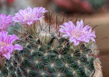 succulent plant in bloom 