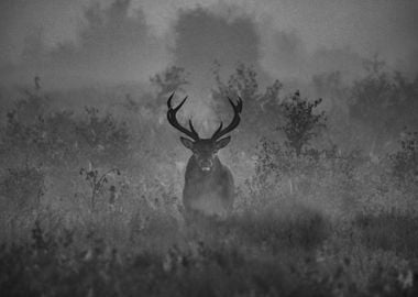 A Deer In The Mist