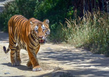 Royal Bengal Tiger