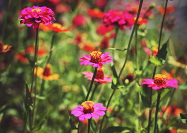 Campo de flores silvestres