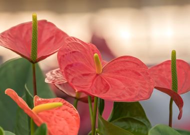 red anthurium in the vase