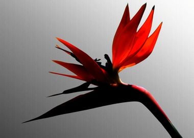 Red Bird of Paradise