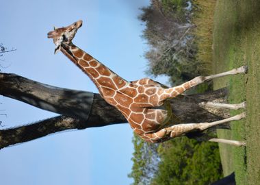 Giraffe 