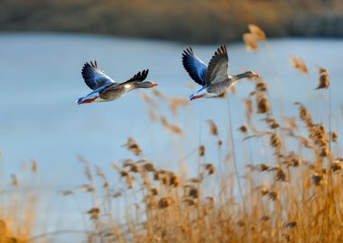 geese in flight