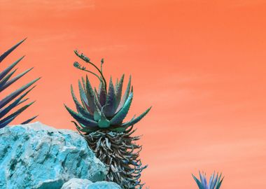 Agave landscape orange sky