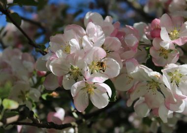 apple tree blossoms 3