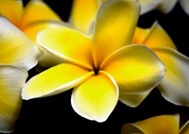 Plumeria