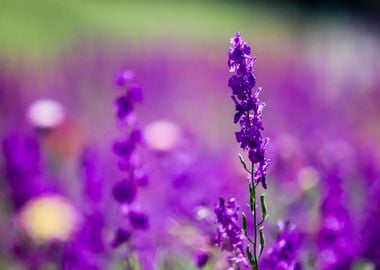 Purple Echium vulgare