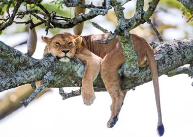 Lioness Panthera leo tree