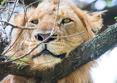 Lioness Panthera leo tree