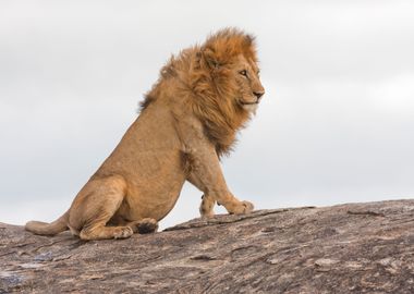 lion Panthera leo portrait