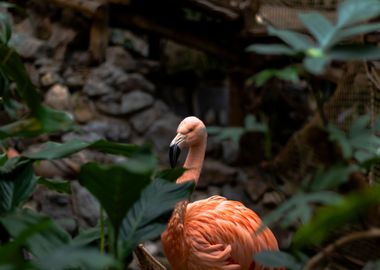 Mysterious flamingo