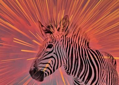 Zebra pop orange 